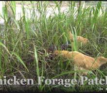 FYI: How to Grow Chicken Feed.