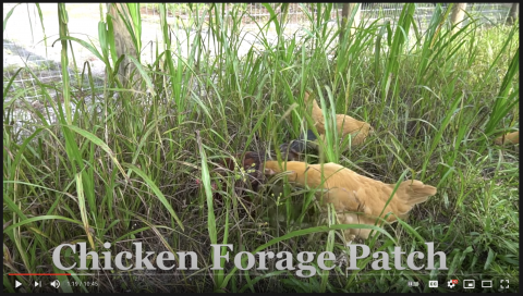FYI: How to Grow Chicken Feed.